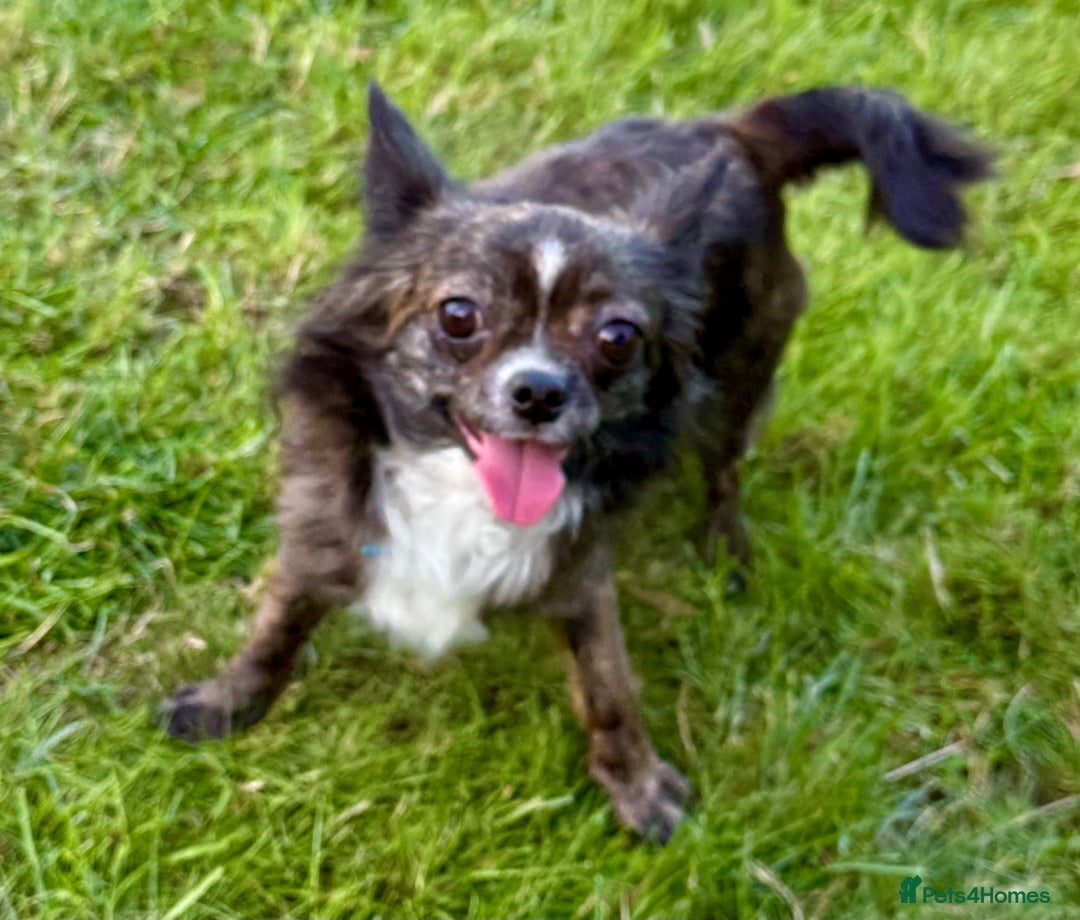 Chihuahua dogs for adoption: Tigra’s Story – Small Body, Brave Heart - Image 7