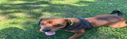 Mixed Breed dogs for sale: Alfie- Mixed breed in Bishop Auckland - Advert 1