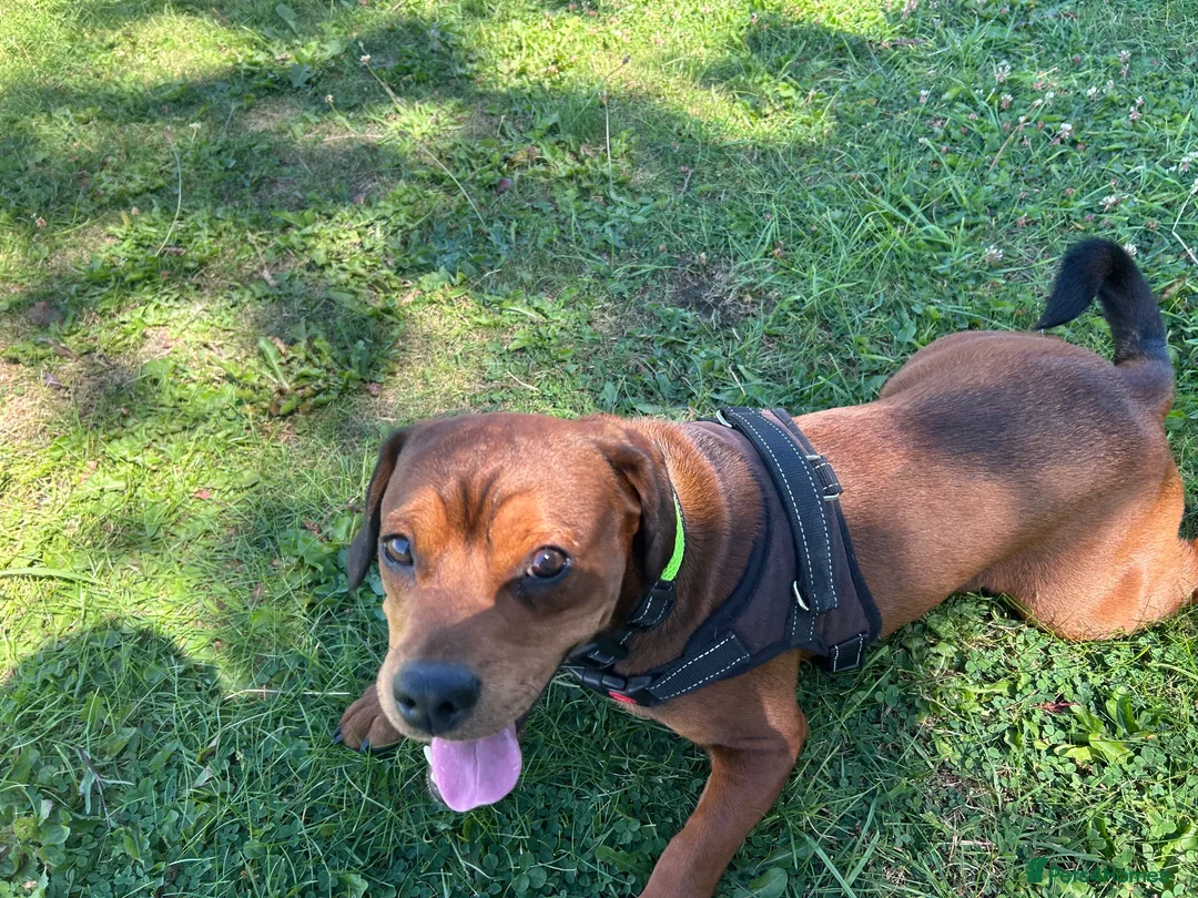 Mixed Breed dogs for sale: Alfie- Mixed breed in Bishop Auckland - Advert 1