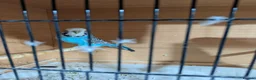 Budgerigars birds for sale: Exhibition Budgies  - Advert 3