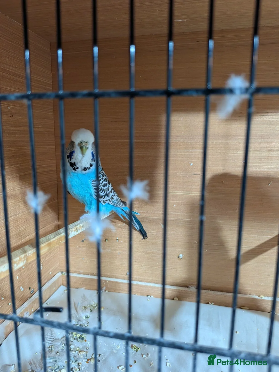 Budgerigars birds for sale: Exhibition Budgies  - Advert 3