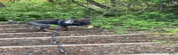German Shepherd dogs for sale: German shepherd  - Advert 1
