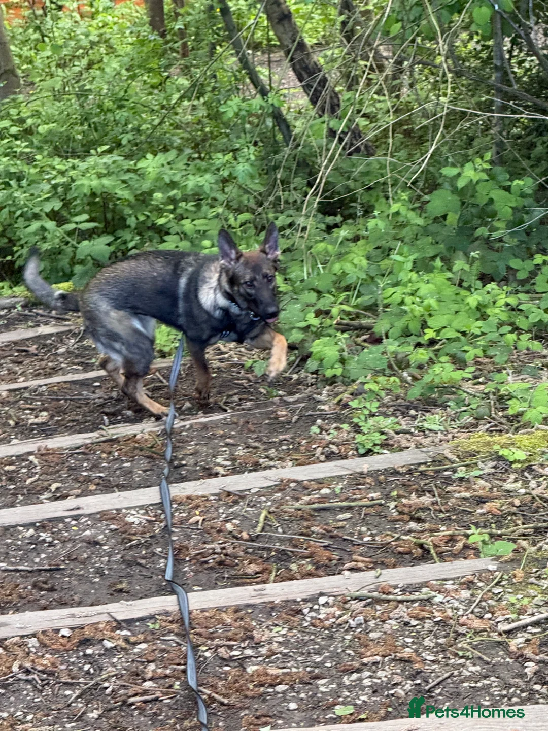 German Shepherd dogs for sale: German shepherd  - Advert 1