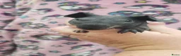 Guinea Pig rodents for sale: New Skinny Pigs Males and Females available now - Advert 2