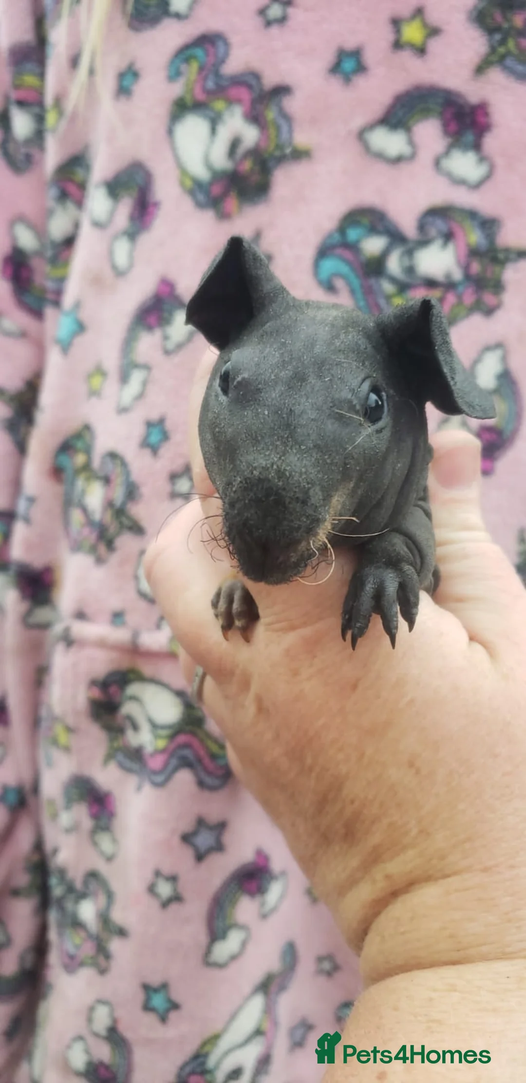 Guinea Pig rodents for sale: New Skinny Pigs Males and Females available now - Advert 2
