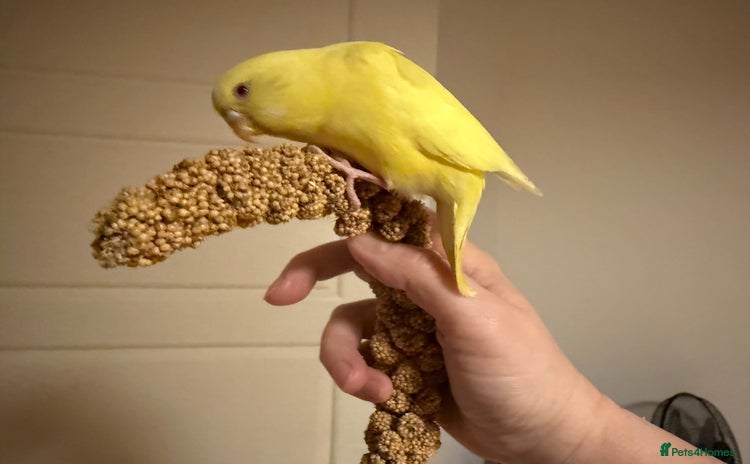 Budgerigars birds Budgie yellow Latino female semi tamed   - Advert 1