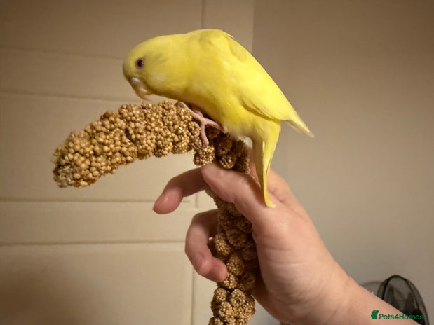 Budgerigars birds Budgie yellow Latino female semi tamed - Advert 1