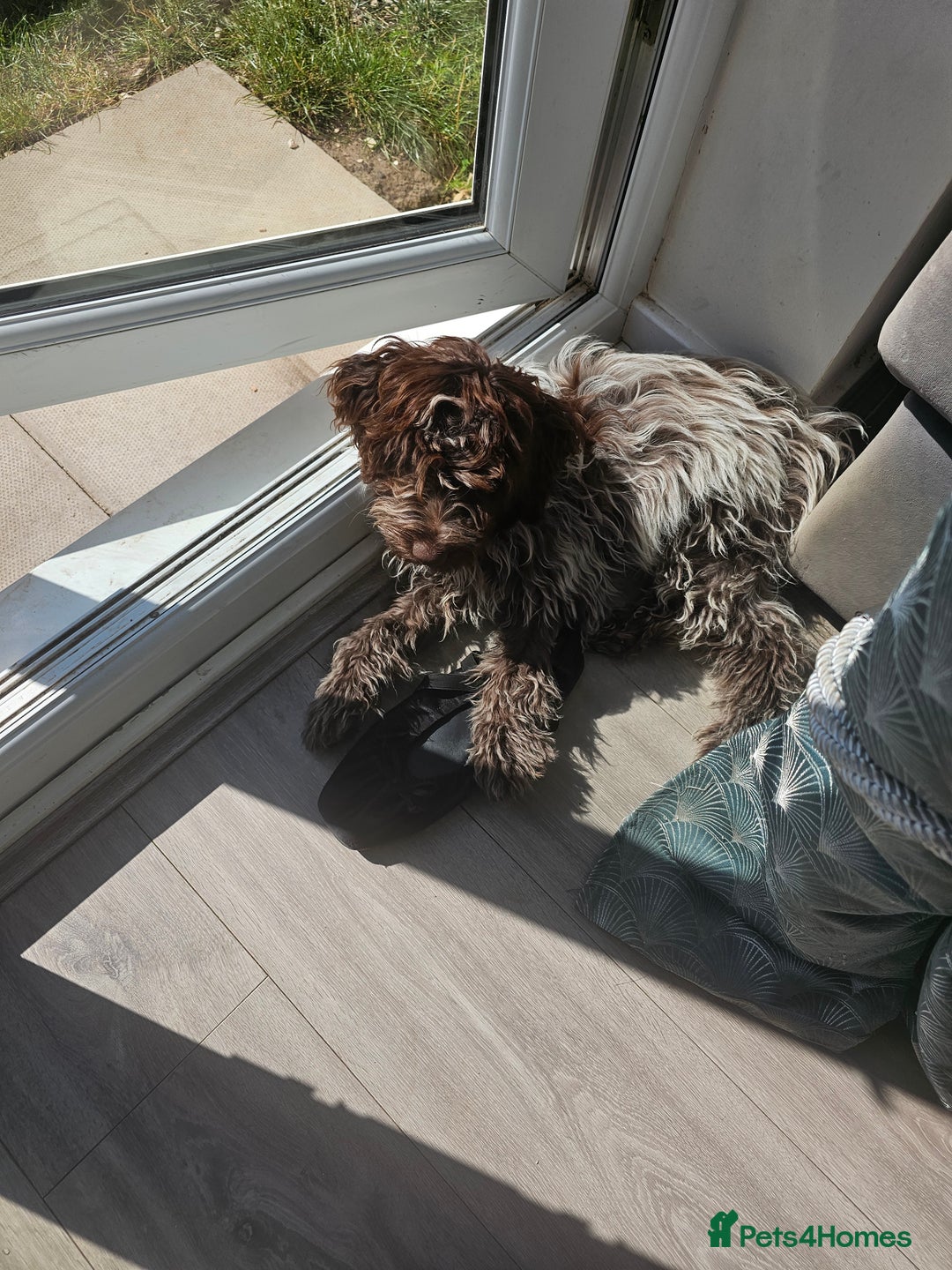 Cockapoo dogs for sale: Cockapoo F1 puppy - Image 4