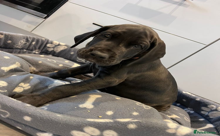 Great Dane dogs - Advert 1