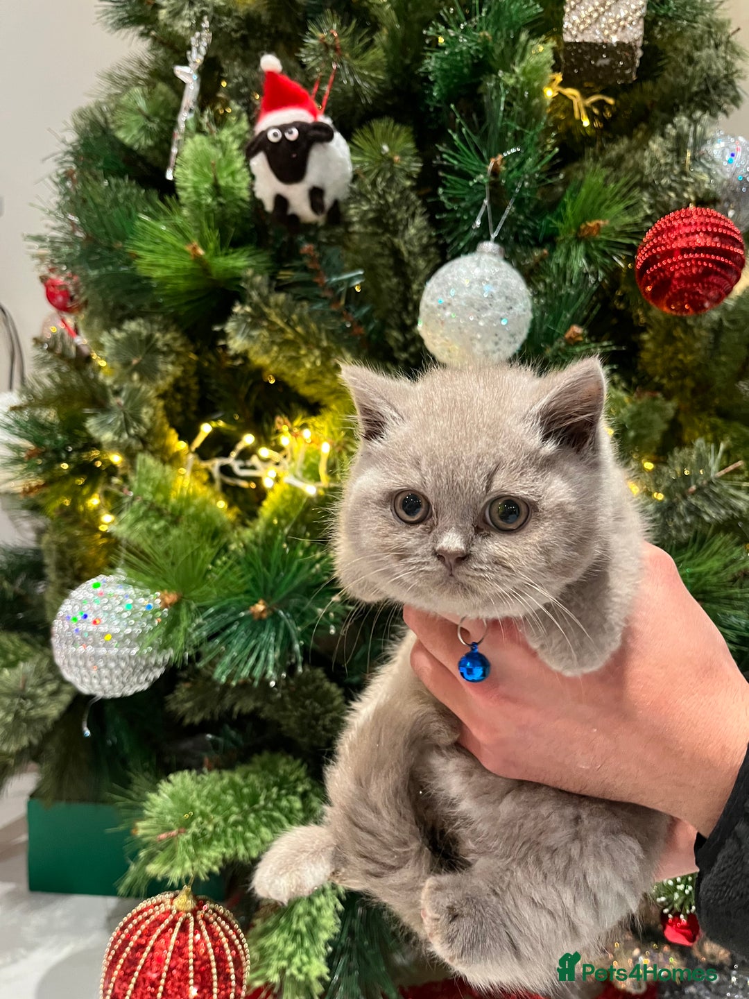 British Shorthair cats for sale: ⭐️ PURE BREED BRITISH SHORTHAIR KITTENS - Advert 5