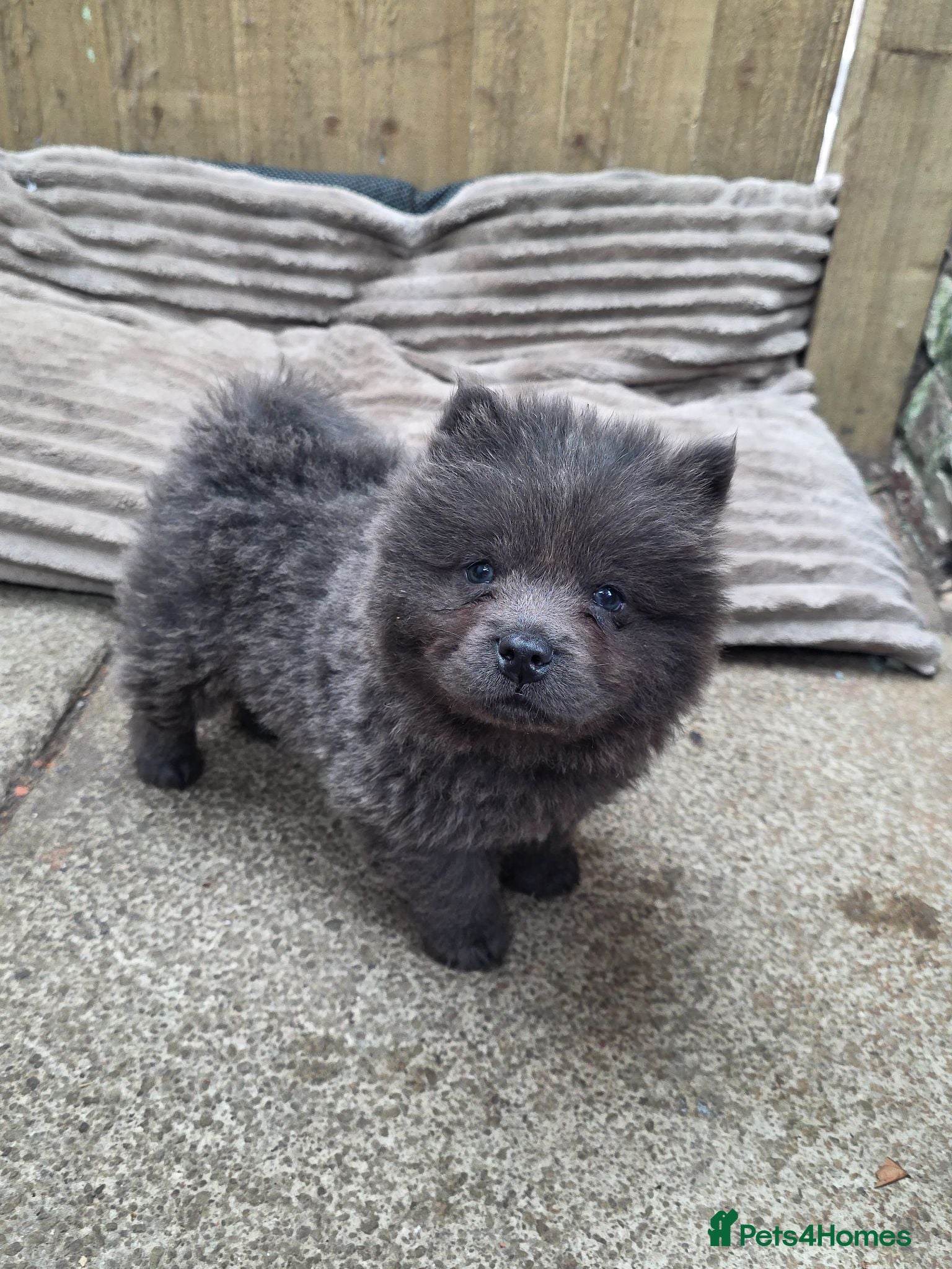 Chow Chow dogs KC REG CHOW CHOW PUPPIES, READY - Advert 6