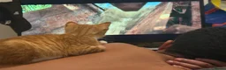 Domestic Shorthair cats for sale: Adorable ginger kitten - Super Cuddly 🧡 - Advert 5
