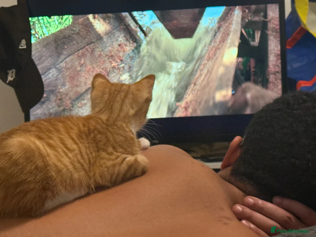 Domestic Shorthair cats for sale: Adorable ginger kitten - Super Cuddly 🧡 - Advert 5