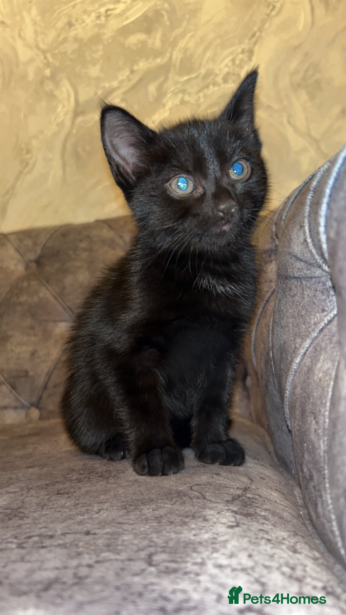 British Shorthair cats Gorgeous black kitten - Advert 14