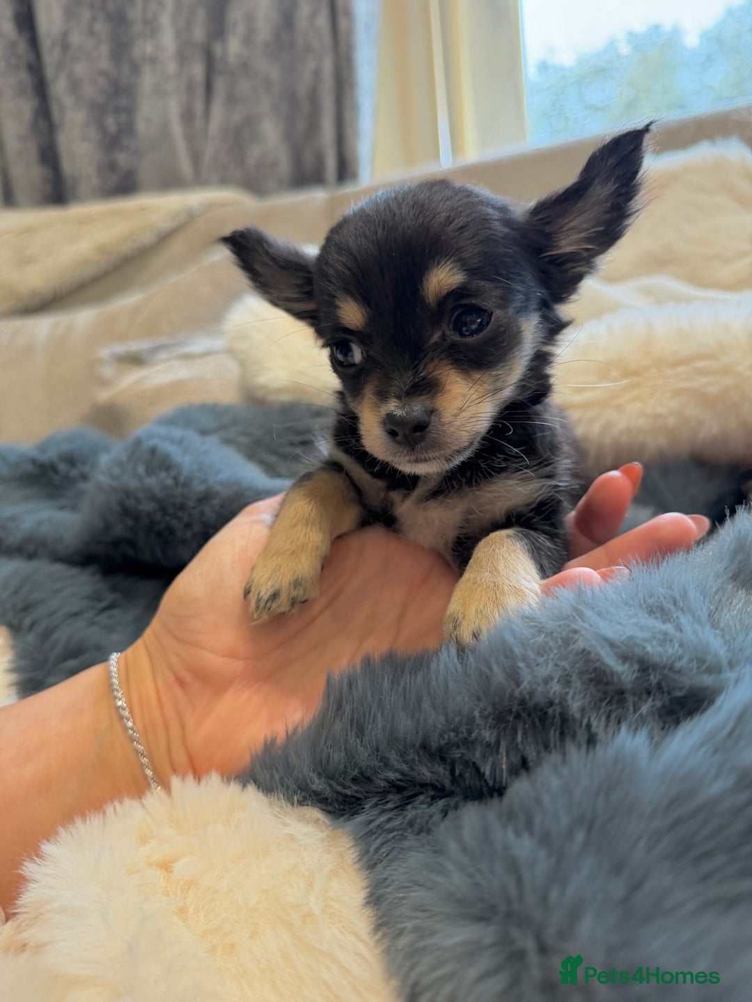 Chihuahua dogs for sale: Small Beautiful Chihuahua Puppies  - Image 3