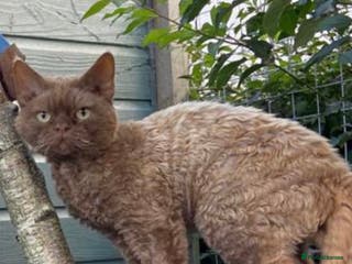 Devon Rex cats GCCF registered adult boy and girl - Advert 1