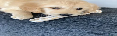 Golden Retriever Puppy 5