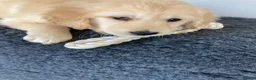 Golden Retriever dogs for sale: Golden retriever  in Romford - Advert 26
