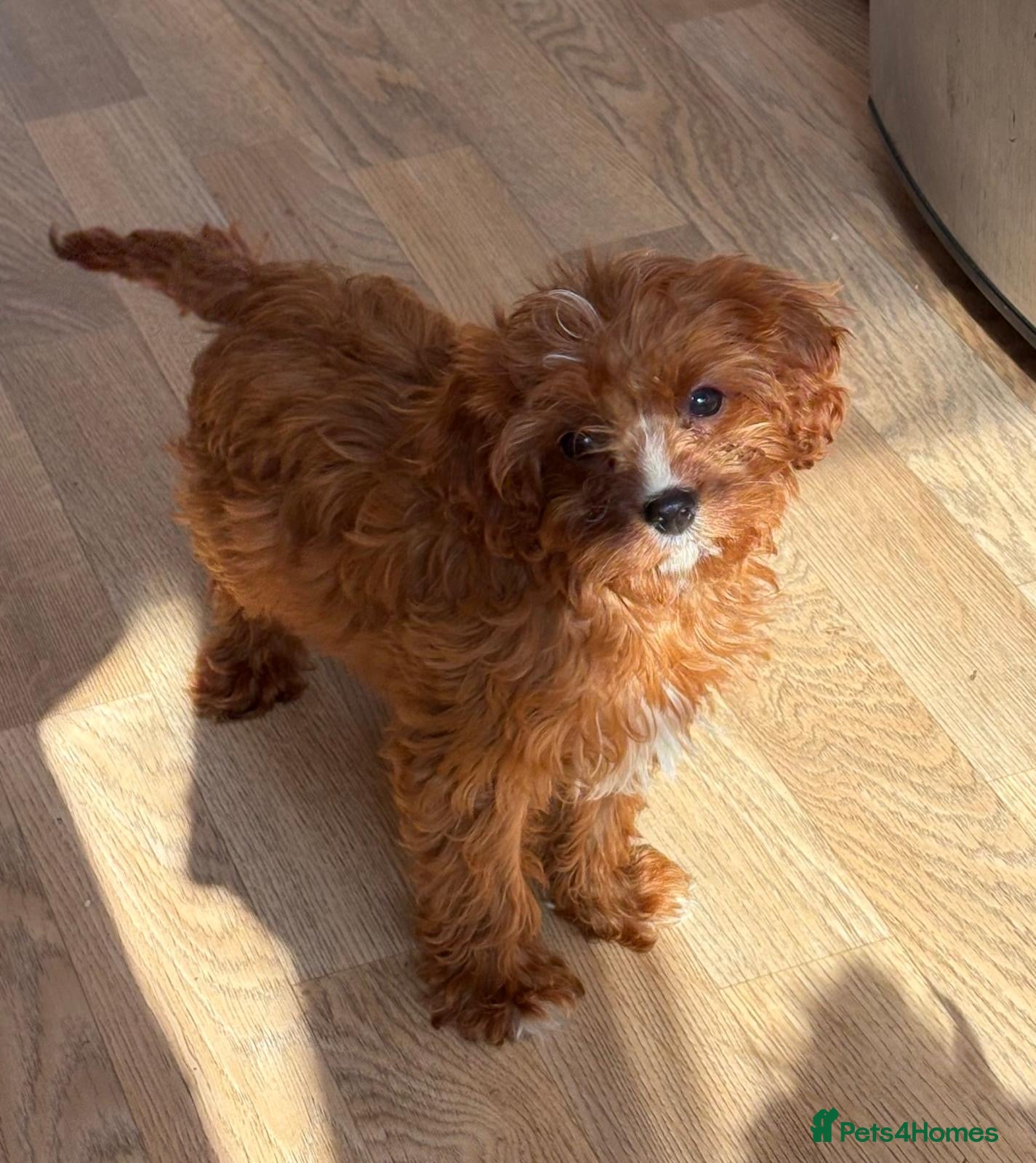 Cavapoo dogs F1b Cavapoo puppies! - Advert 16