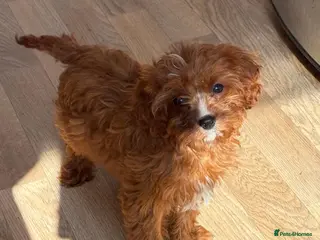 Cavapoo dogs F1b Cavapoo puppies! - Advert 16