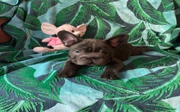 French Bulldog dogs for sale: French Bulldog 4 Boys and 3 girls  - Image 11