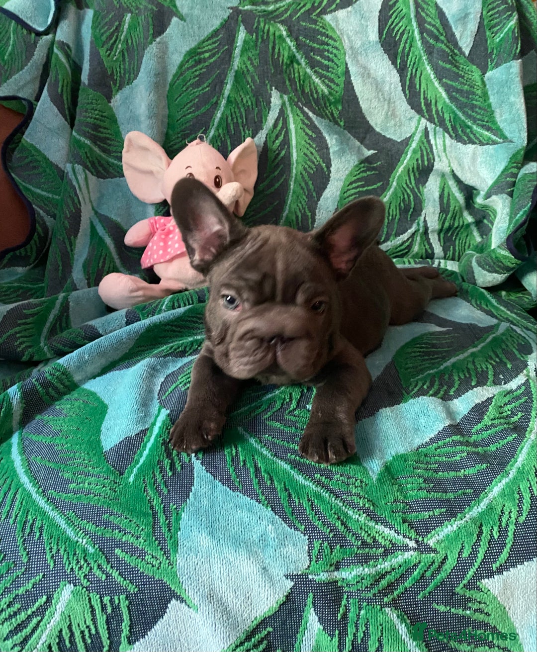 French Bulldog dogs for sale: French Bulldog 4 Boys and 3 girls  - Image 11