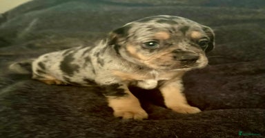 Mixed Breed dogs - Advert 5