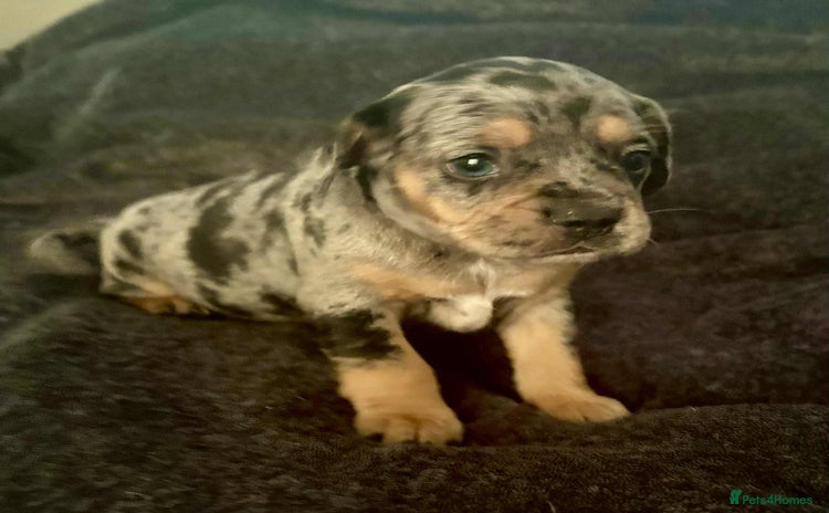 Mixed Breed dogs - Advert 12