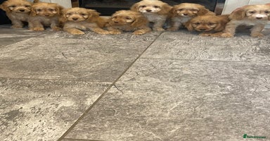 Cockapoo dogs - Advert 2