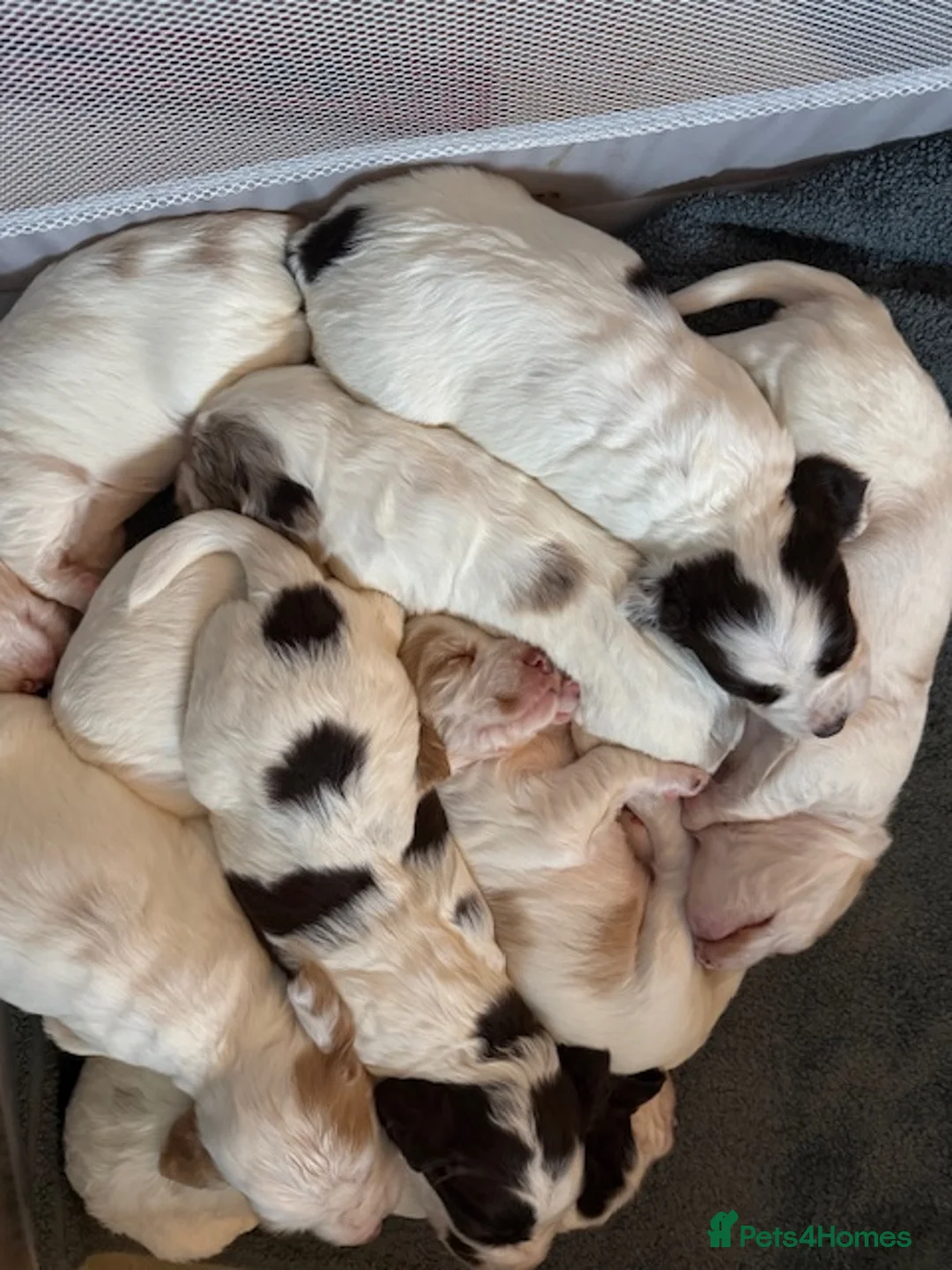 English Springer Spaniel dogs for sale: Springer Spaniel Puppies - Advert 16