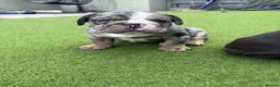 Olde English Bulldogge dogs for sale: STUNNING RARE OLD ENGLISH BULLDOG PUPS - Advert 8