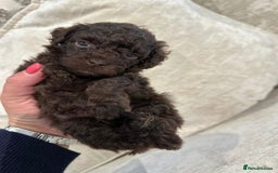 Toy Poodle dogs for sale: Waiting list for Kc toy poodles health tested - Image 8