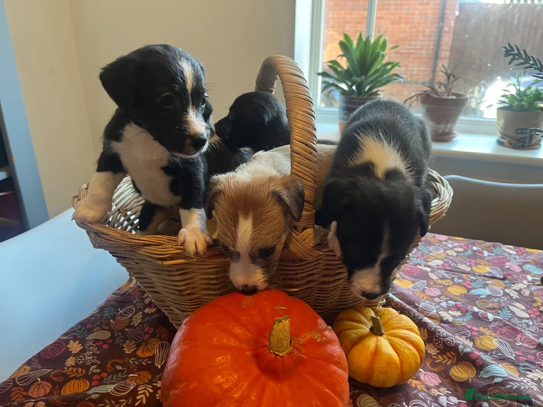 Mixed Breed dogs for sale: Beddy whippet (F1) x Jack Russell pups - Advert 21