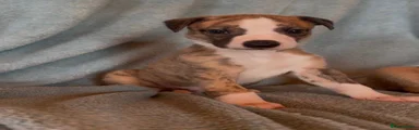 Whippet 1