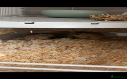 Gerbil rodents for sale: 2 male gerbils for sale  - Image 1