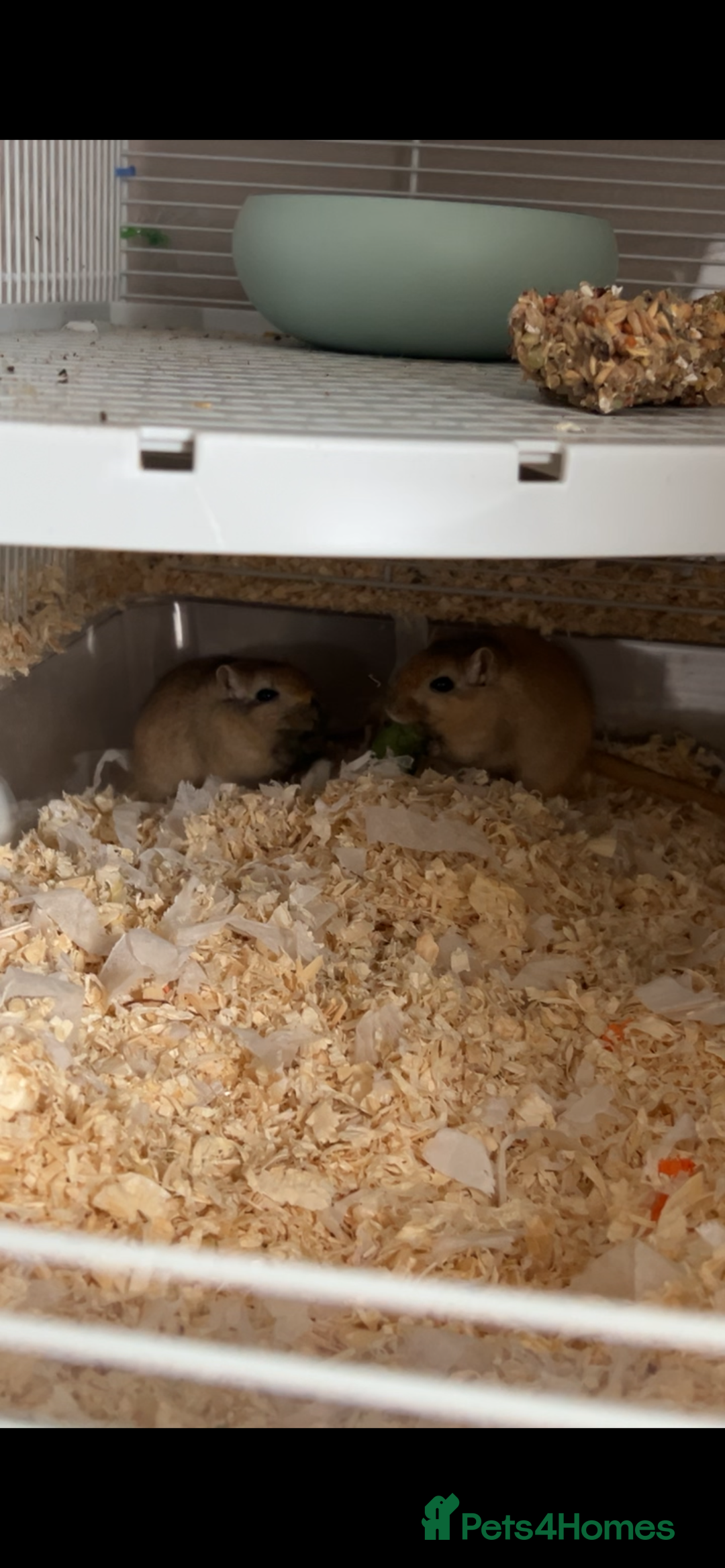 Gerbil rodents for sale: 2 male gerbils for sale  - Image 1