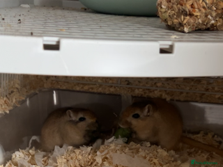 Gerbil rodents for sale - Advert 1