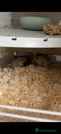 Gerbil rodents - Advert 1