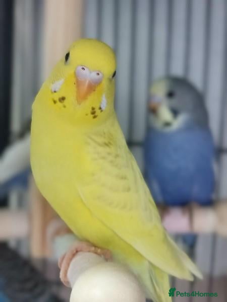 Budgerigars birds Outstanding pet baby budgies priced from £40 - Advert 2