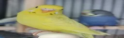 Budgerigars birds for sale: Outstanding pet baby budgies priced from £40 - Advert 16