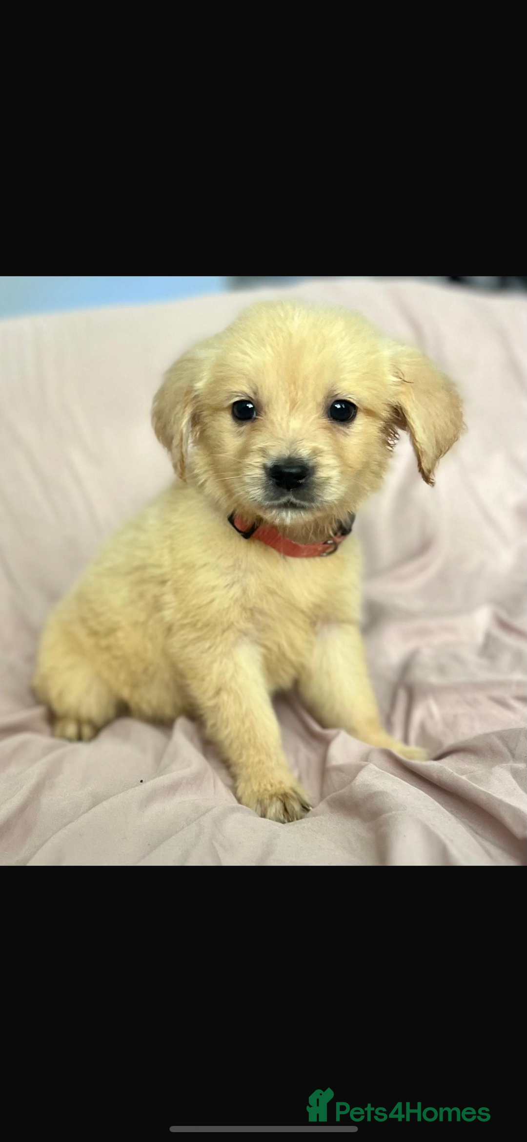 Golden Retriever dogs for sale: 🌟Beautiful champion🏆Golden retriever puppies🌟  - Image 3