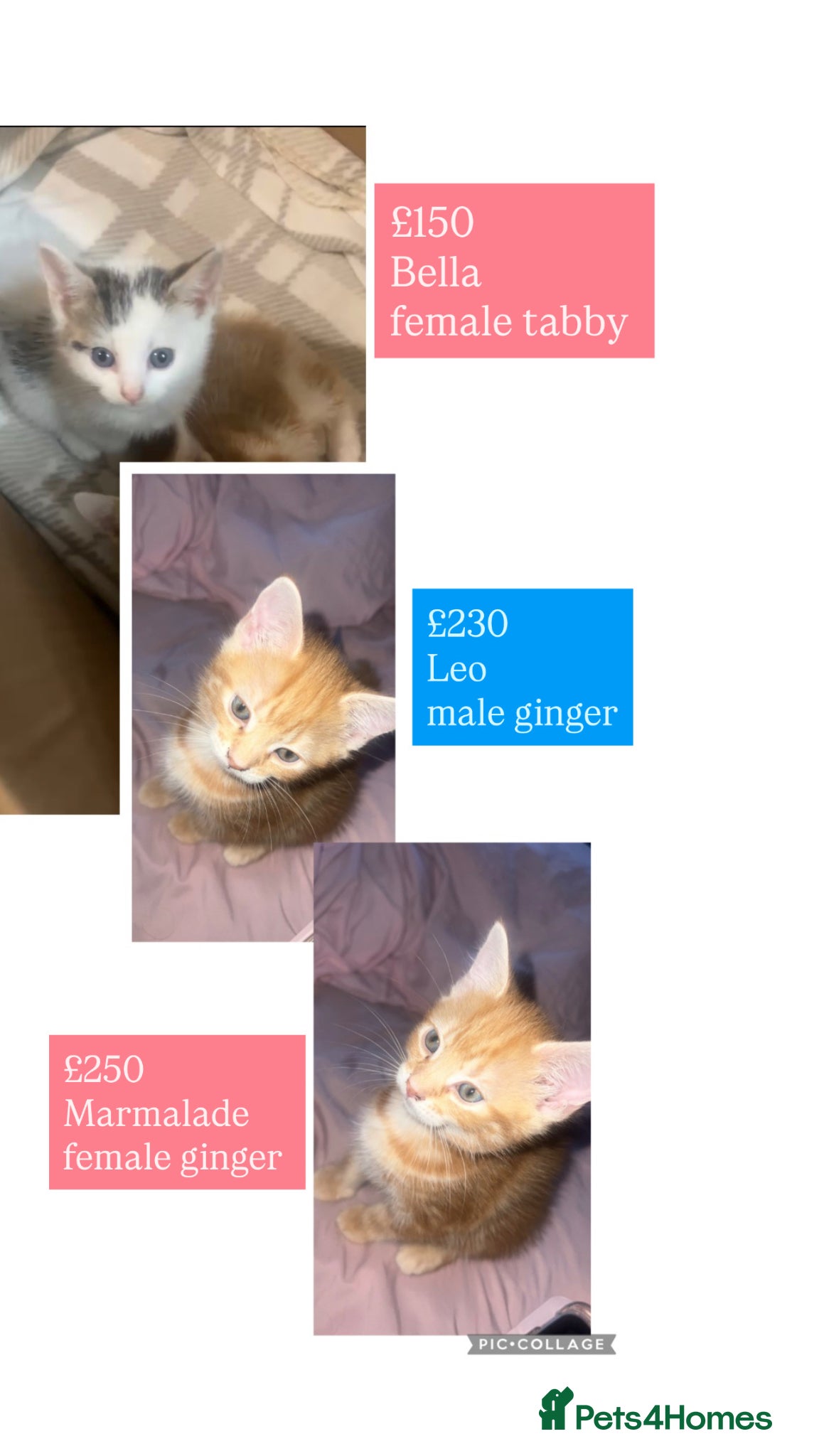 Mixed Breed cats kittens - Advert 2
