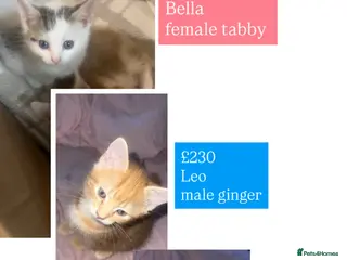 Mixed Breed cats kittens - Advert 3