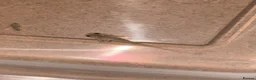 Axolotl reptiles for sale: Axolotl babies  - Advert 2
