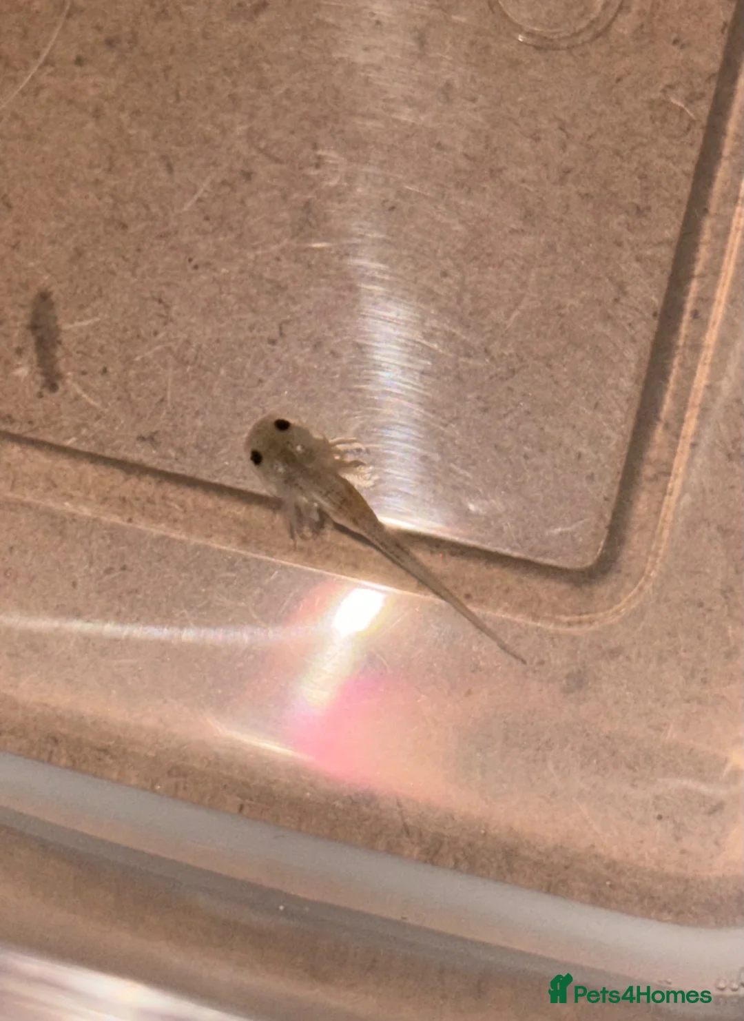 Axolotl reptiles for sale: Axolotl babies  - Advert 2