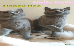 British Shorthair cats for sale: Impressive Pedigree BSH Kittens  - Image 6