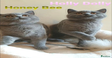 British Shorthair cats - Advert 12