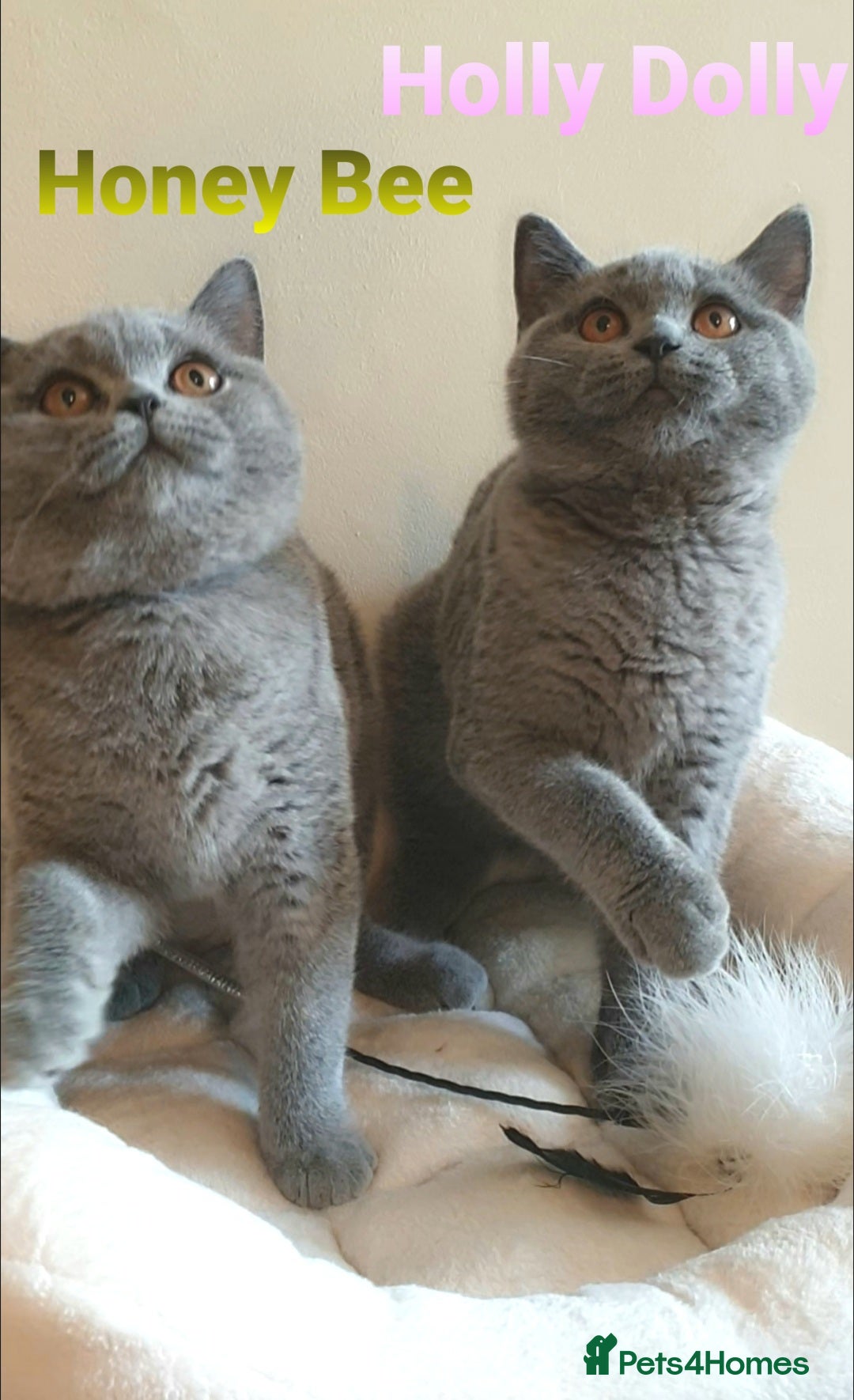 British Shorthair cats for sale: Impressive Pedigree BSH Kittens  - Image 6