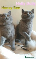 British Shorthair cats - Advert 7