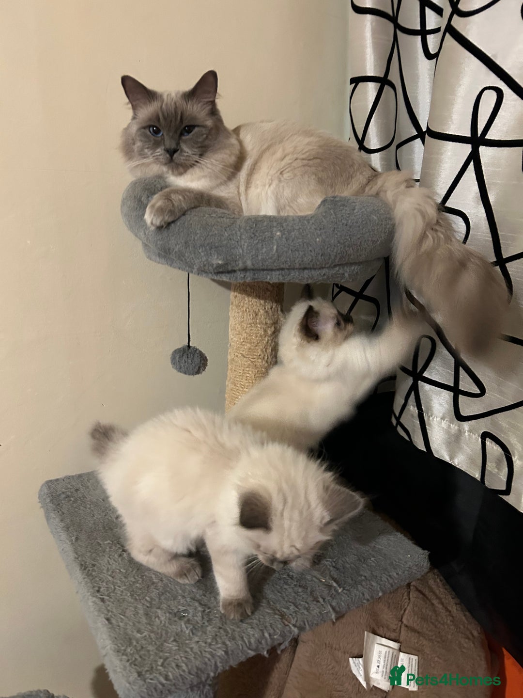 Ragdoll cats for sale: Ragdoll kittens - male - Advert 10
